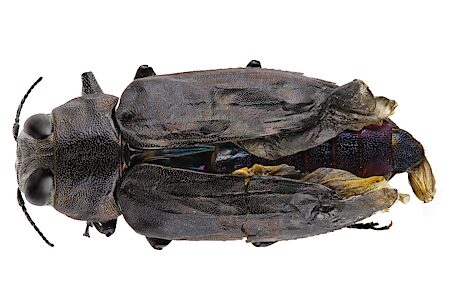 Chrysobothris saundersii, PL5510, female, reared adult, from Acacia rigens dead branch as pupa, MU, 16.8 × 7.6 mm
